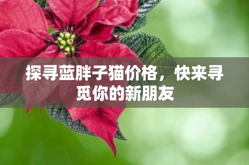 探寻蓝胖子猫价格，快来寻觅你的新朋友