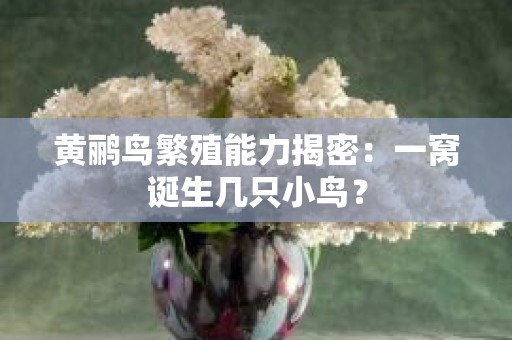 黄鹂鸟繁殖能力揭密：一窝诞生几只小鸟？