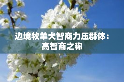 边境牧羊犬智商力压群体：高智商之称