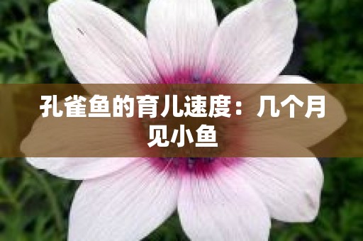 孔雀鱼的育儿速度：几个月见小鱼