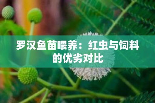 罗汉鱼苗喂养：红虫与饲料的优劣对比