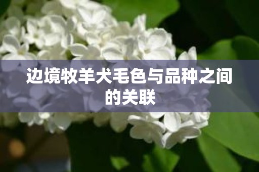 边境牧羊犬毛色与品种之间的关联