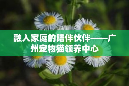 融入家庭的陪伴伙伴——广州宠物猫领养中心