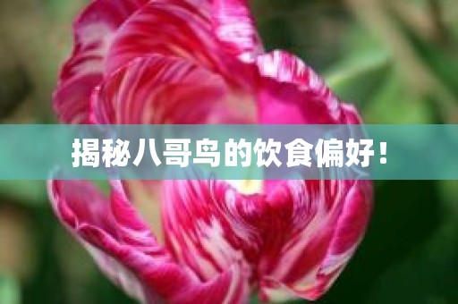 揭秘八哥鸟的饮食偏好！