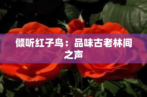 倾听红子鸟：品味古老林间之声
