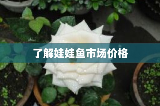 了解娃娃鱼市场价格