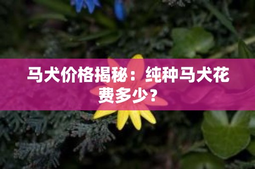 马犬价格揭秘：纯种马犬花费多少？