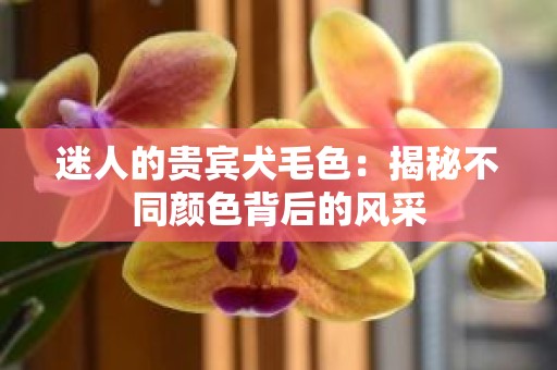 迷人的贵宾犬毛色：揭秘不同颜色背后的风采