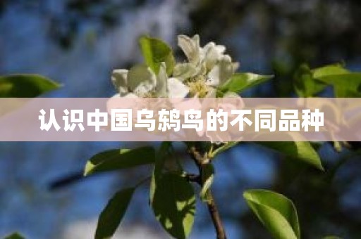 认识中国乌鸫鸟的不同品种