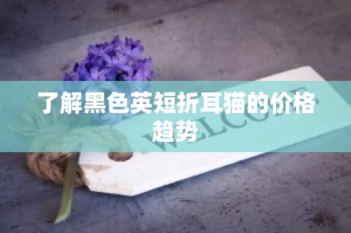 了解黑色英短折耳猫的价格趋势