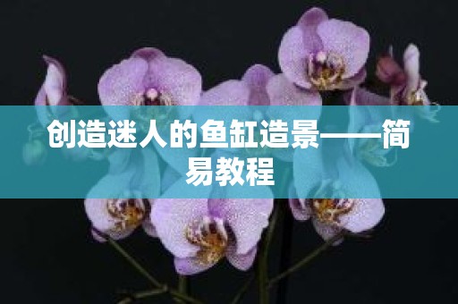 创造迷人的鱼缸造景——简易教程