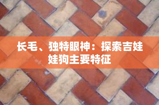 长毛、独特眼神：探索吉娃娃狗主要特征