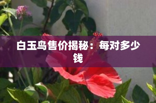 白玉鸟售价揭秘：每对多少钱