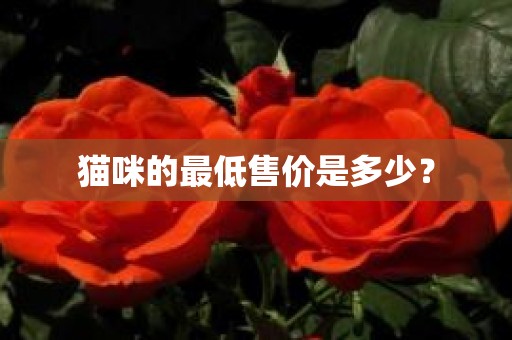 猫咪的最低售价是多少？