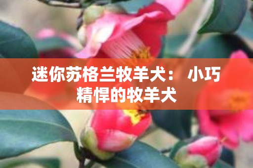 迷你苏格兰牧羊犬： 小巧精悍的牧羊犬