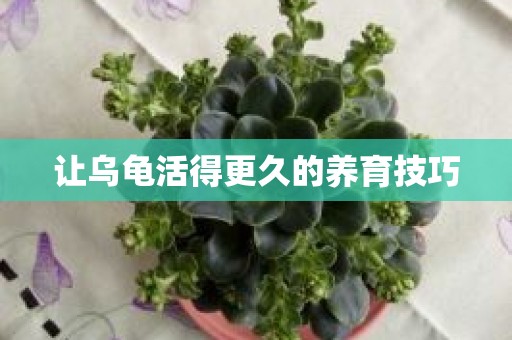 让乌龟活得更久的养育技巧