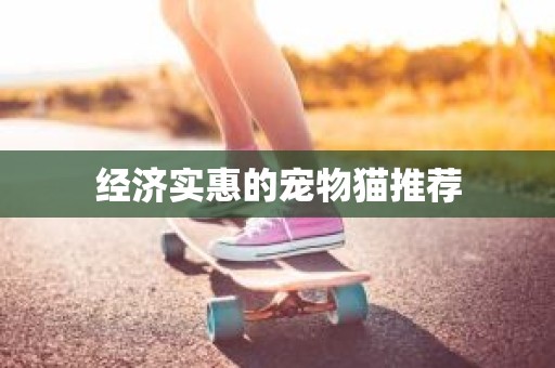 经济实惠的宠物猫推荐