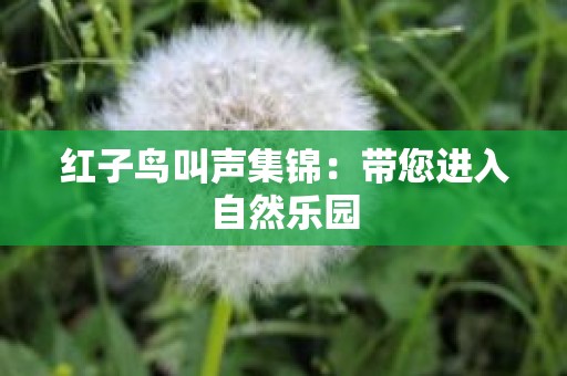 红子鸟叫声集锦：带您进入自然乐园