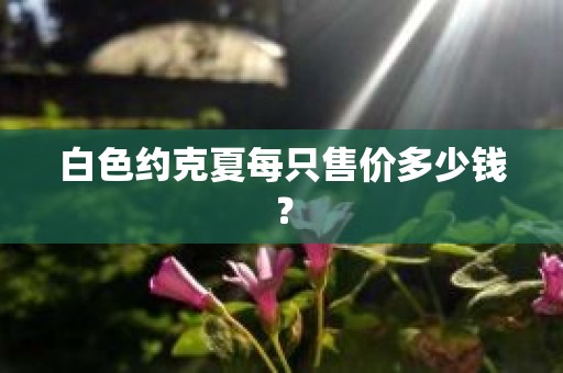 白色约克夏每只售价多少钱？