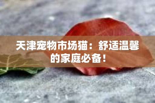 天津宠物市场猫：舒适温馨的家庭必备！