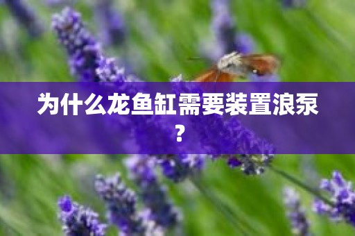 为什么龙鱼缸需要装置浪泵？