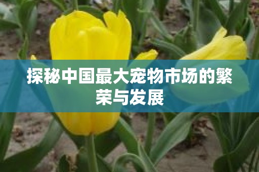 探秘中国最大宠物市场的繁荣与发展