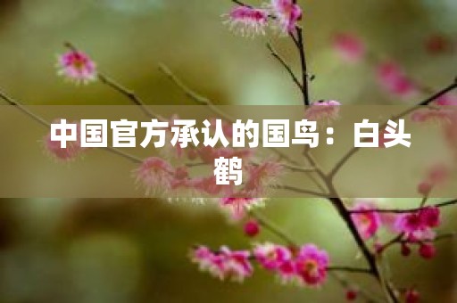 中国官方承认的国鸟：白头鹤