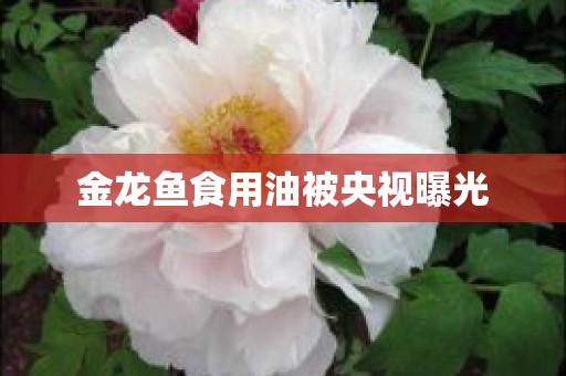 金龙鱼食用油被央视曝光