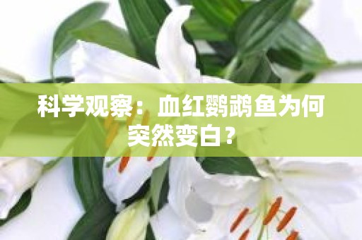科学观察：血红鹦鹉鱼为何突然变白？