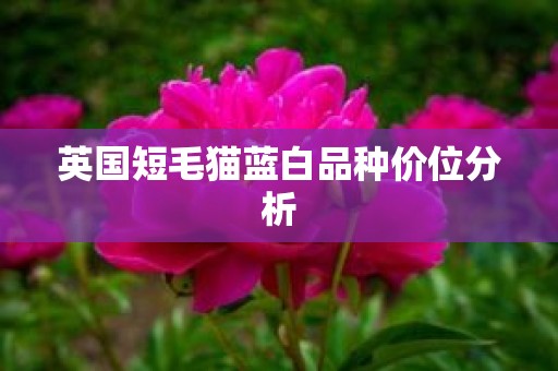 英国短毛猫蓝白品种价位分析