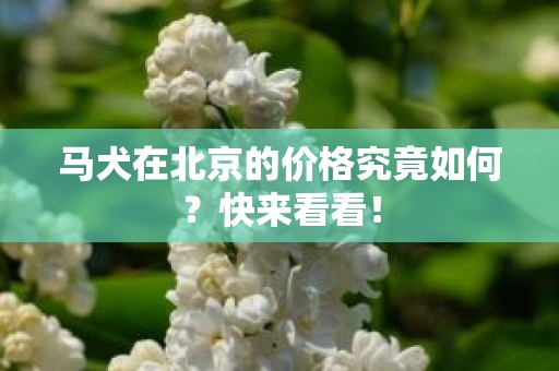 马犬在北京的价格究竟如何？快来看看！