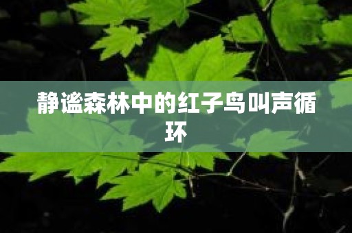 静谧森林中的红子鸟叫声循环