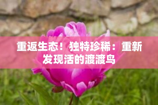 重返生态！独特珍稀：重新发现活的渡渡鸟