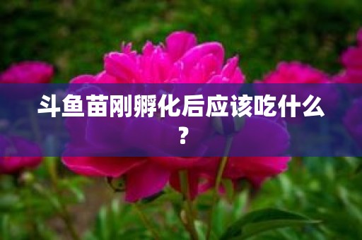 斗鱼苗刚孵化后应该吃什么？