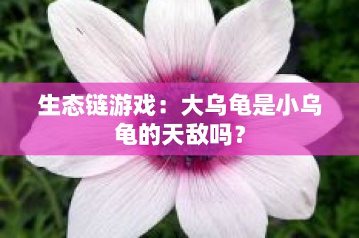 生态链游戏：大乌龟是小乌龟的天敌吗？