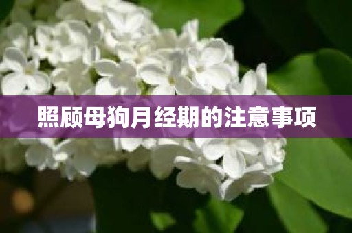 照顾母狗月经期的注意事项