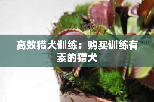 高效猎犬训练：购买训练有素的猎犬