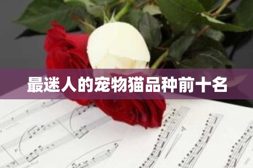 最迷人的宠物猫品种前十名