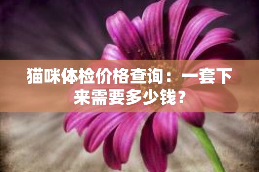 猫咪体检价格查询：一套下来需要多少钱？
