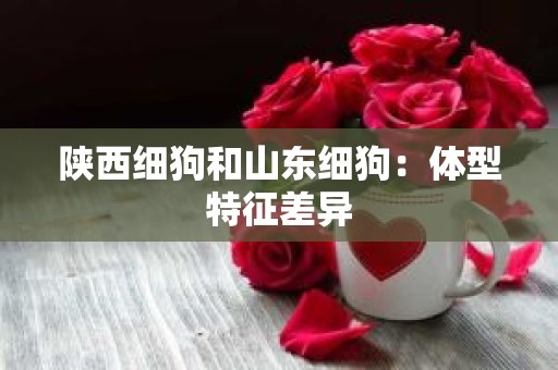 陕西细狗和山东细狗：体型特征差异