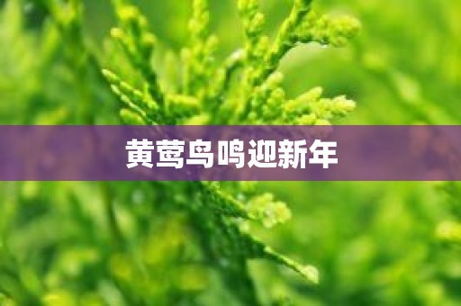 黄莺鸟鸣迎新年