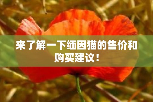 来了解一下缅因猫的售价和购买建议！