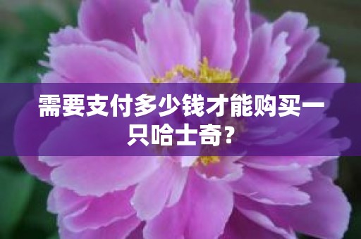 需要支付多少钱才能购买一只哈士奇？