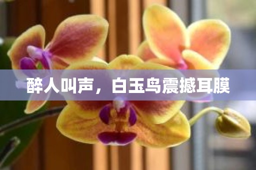 醉人叫声，白玉鸟震撼耳膜