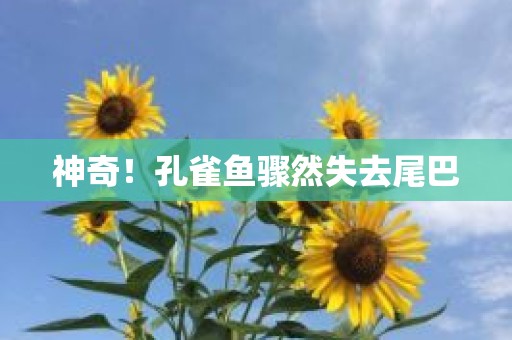 神奇！孔雀鱼骤然失去尾巴