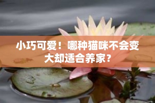 小巧可爱！哪种猫咪不会变大却适合养家？