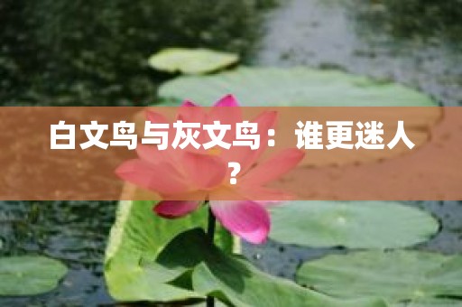 白文鸟与灰文鸟：谁更迷人？