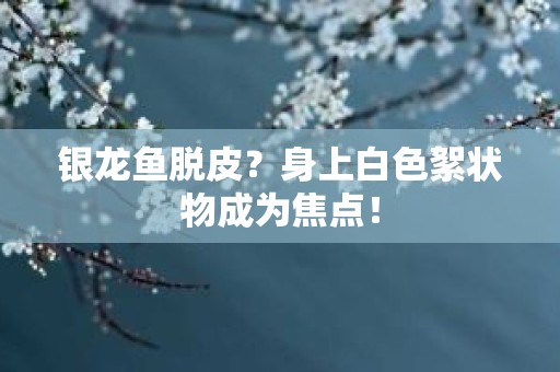 银龙鱼脱皮？身上白色絮状物成为焦点！