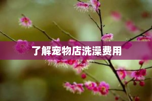 了解宠物店洗澡费用