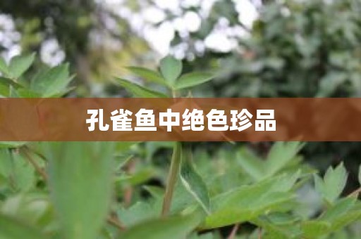 孔雀鱼中绝色珍品